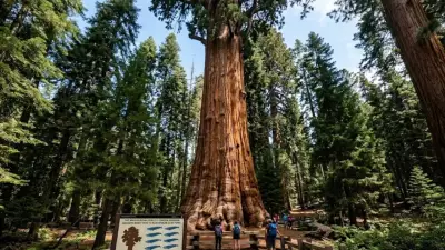 Giant Sequoias: Nature's Living Skyscrapers Defying Biology in California
