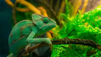 GK Fact of the Day: 5 Animals That Can Change Colour Besides Chameleons
