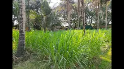 Goa Farmers Turn to Climate-Resilient Super Napier Grass to Boost Livestock