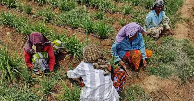 Haigala Meli Towel: Karnataka's Fading Handwoven Legacy of Memory and Labor