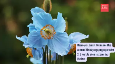 Himalayan Blue Poppy: A Rare Flower Blooming in Extreme Cold