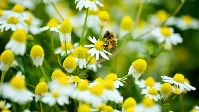 Honeybees Use Polite 'Stop Signal' to Say 'Excuse Me' When Foraging