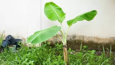 How to Grow a Banana Tree at Home: Simple Step-by-Step Guide for Beginners