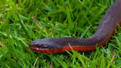 How to Identify Australia's Red-Bellied Black Snake in Your Backyard