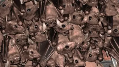 India's Bats Face Critical Threats Amid Ecological Importance, New Report Reveals