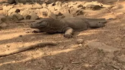 Indonesia Arrests Six in Komodo Dragon Smuggling Ring to Thailand