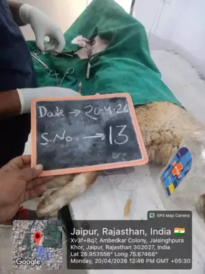 Jaipur Animal Birth Control Agency Accused of Fake Bills Using Same Dog Photos