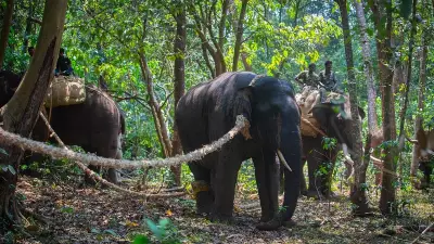 Karnataka Forest Department Deploys First Dog Squad in Elephant Rescue Operation