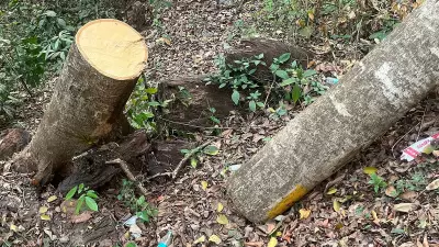 Karnataka Greens Challenge Road Work in Tiger Corridor Without Clearances