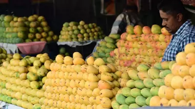 Karnataka Mango Production Plummets, Prices Set to Soar This Season