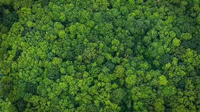 Karnataka's Saundatti Power Project Gets Revised Nod, 64,000 Trees to be Felled