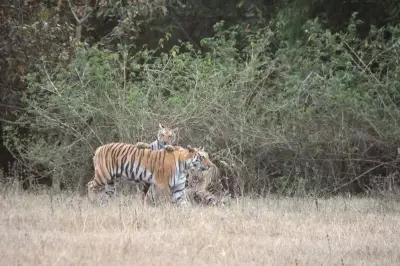 Kheoni Wildlife Sanctuary Transforms from Tiger Corridor to Breeding Hub in MP