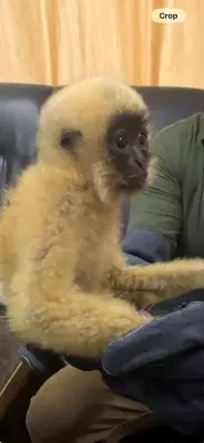 Kolkata Airport Customs Seizes Critically Endangered Gibbons, Turtles in Major Wildlife Bust