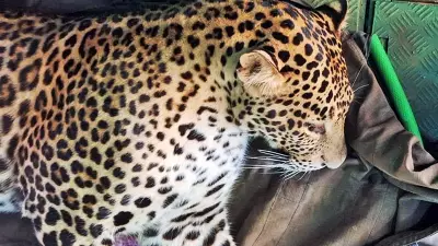 Leopard Intrudes Mysuru Home, Swiftly Rescued by Forest Officials