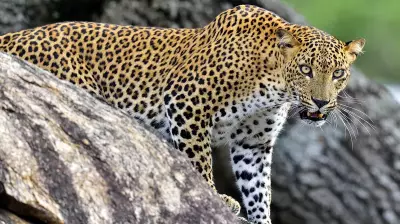 Leopard Shot Dead in Mysuru, Forest Minister Orders Full Investigation