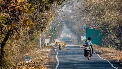 Maharashtra's Tadoba Tiger Reserve Restoration Project Accelerates with New Partnership