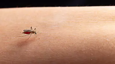 Malaria, Dengue, Viral Fever: Key Differences in Symptoms and Patterns