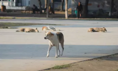 Malerkotla Administration Sterilizes Over 80 Stray Dogs in Urban Localities