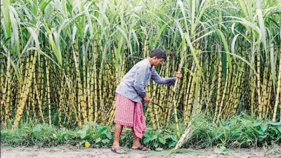 Modi Government Overhauls Six-Decade-Old Sugarcane Law, Seeks Public Feedback