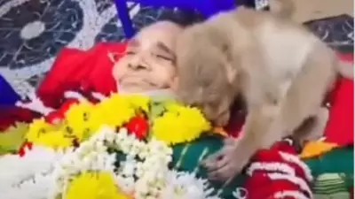 Monkey Mourns at Funeral of Bengaluru Woman Who Fed Him Daily, Viral Video Touches Hearts