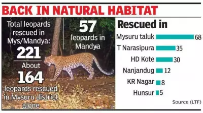 Mysuru Leopard Task Force Rescues 221 Leopards, Rehabilitates Over 90%