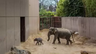 National Zoo's Baby Elephant Linh Mai to Debut on Earth Day