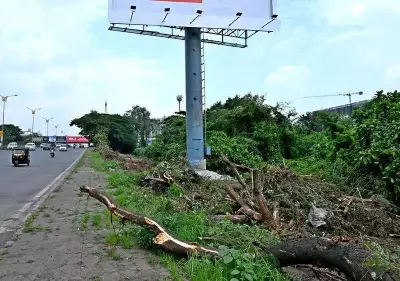 Navi Mumbai Activists Allege Trees Poisoned to Make Way for Hoardings
