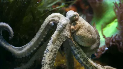 Octopus: The Alien-Like Marvel of Earth's Oceans Revealed