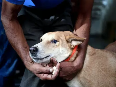 Pakistan's Punjab Grapples with Stray Dog Crisis: Over 500,000 Bite Cases Reported