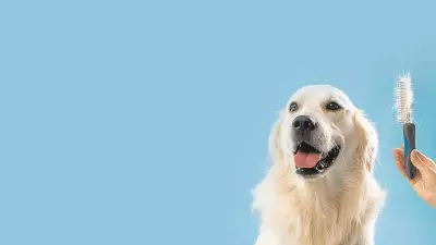 Paws Life: The Science and Joy of Pets Basking in Sunlight