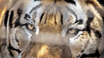 Pench Tiger Reserve Death Mystery: Tiger Attack or Murder? Officials Debate