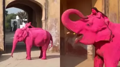 Pink Elephant Photos in Jaipur Spark Animal Welfare Debate After Death