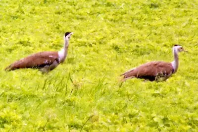 PM Modi Praises Great Indian Bustard Conservation as 3 New Chicks Hatch