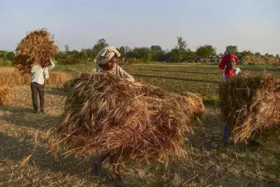 Prayagraj Weather Turns Dramatic: Sudden Winds and Rain Bring Relief and Farmer Worries