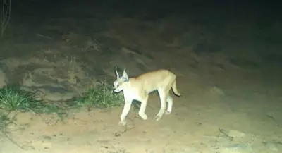 Project Caracal Launched in Rajasthan to Study Elusive Wild Cat Species