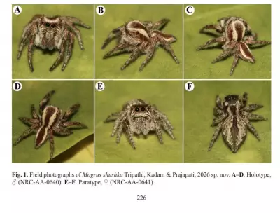 Rajasthan Emerges as Arachnid Hotspot with New Spider Species Discoveries
