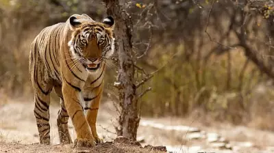 Rajasthan Tiger Enters Cheetah Habitat in MP's Kuno Park