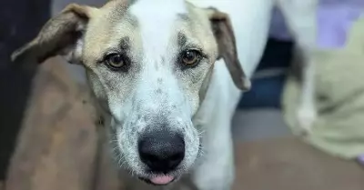 Ralph the Rescue Dog Awaits Forever Home After Failed Adoption