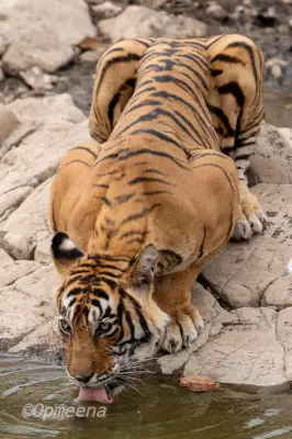 Ranthambore's Oldest Tigress T-39 Spotted Near Highway, Sparks Concern