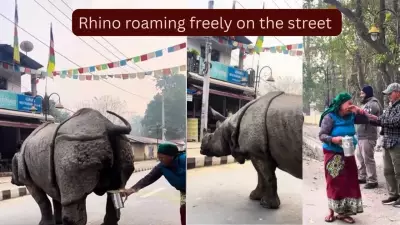 Rhino's Public Urination in Nepal Sparks Global Fascination and Cultural Insight