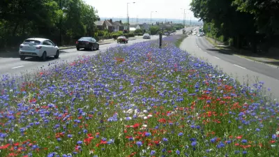 Rotherham's Wildflower Revolution: How No-Mow Policy Saved £25K and Revived Biodiversity