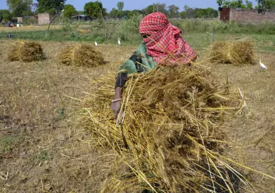 RPCAU Scientists Develop Automated Cabbage Harvester to Aid Bihar Farmers