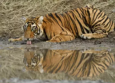 RTI Reveals Massive Backlog in Tiger Death Investigations, Raising Poaching and Governance Concerns