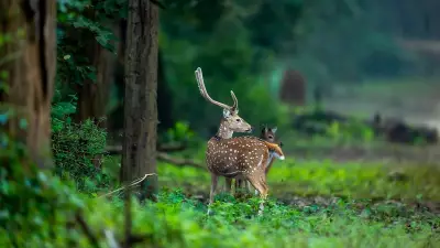 SC Allows Shifting of Deer from Delhi Park to Rajasthan