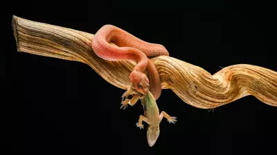 Snake Venom Evolution: Why Simpler Venoms Outperform Complex Mixtures