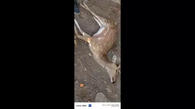 Stray Dogs Kill Spotted Deer in Palamu, Highlighting Wildlife-Human Conflict