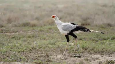 The Secretary Bird's Lethal Kick: Nature's Graceful Snake Hunter of the Savanna