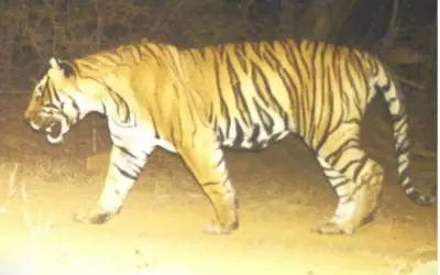 Tiger Carcass Found in Ranthambore After 6 Weeks, Territorial Fight Suspected