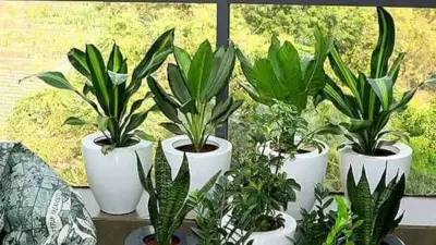 Top Low-Maintenance Indoor Plants for Busy Professionals: Survival Guide
