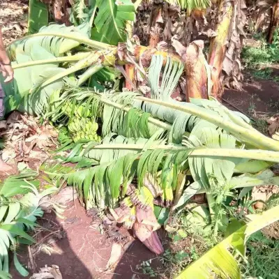 Unseasonal Rain and Hailstorm Devastate Sangli and Kolhapur Crops